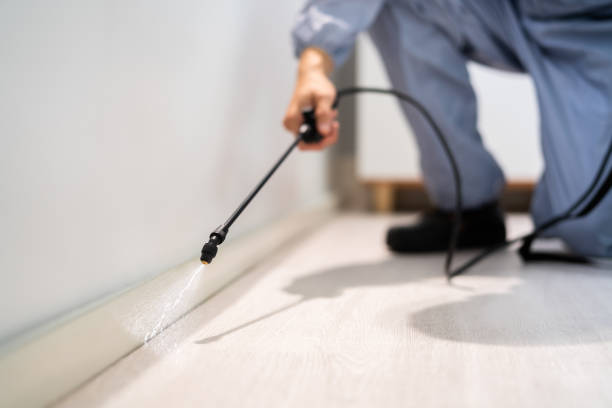 Licensed Ant Control service in Spring Valley, CA - Nex Pest Control